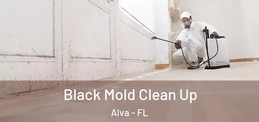  Black Mold Clean Up Alva - FL