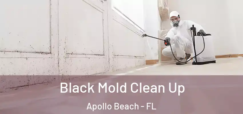  Black Mold Clean Up Apollo Beach - FL