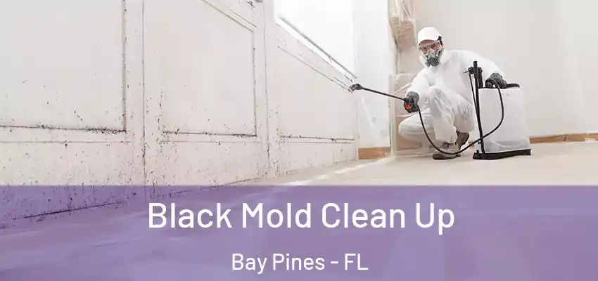 Black Mold Clean Up Bay Pines - FL