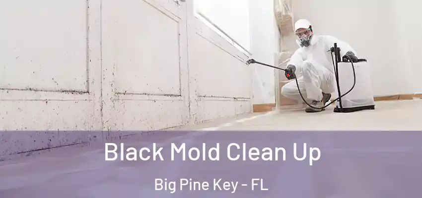  Black Mold Clean Up Big Pine Key - FL