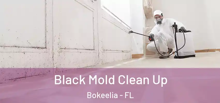  Black Mold Clean Up Bokeelia - FL