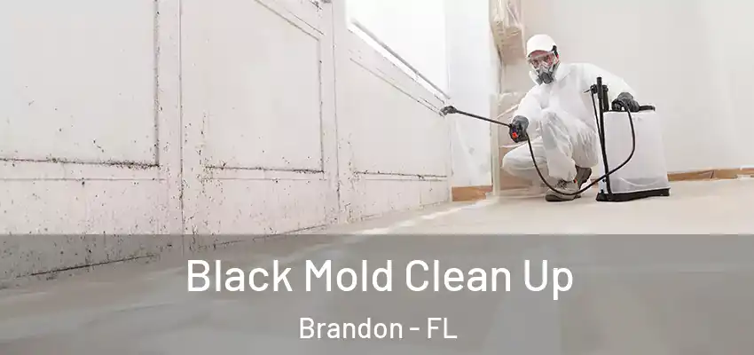 Black Mold Clean Up Brandon - FL