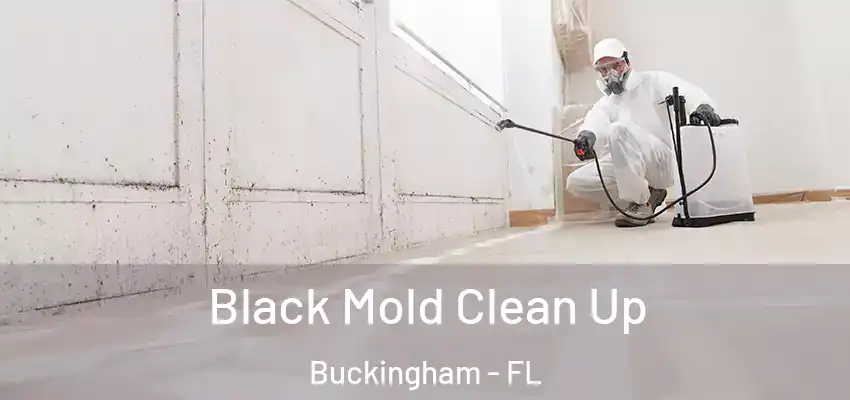  Black Mold Clean Up Buckingham - FL
