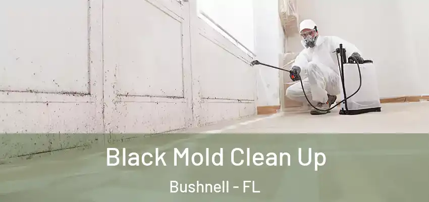  Black Mold Clean Up Bushnell - FL