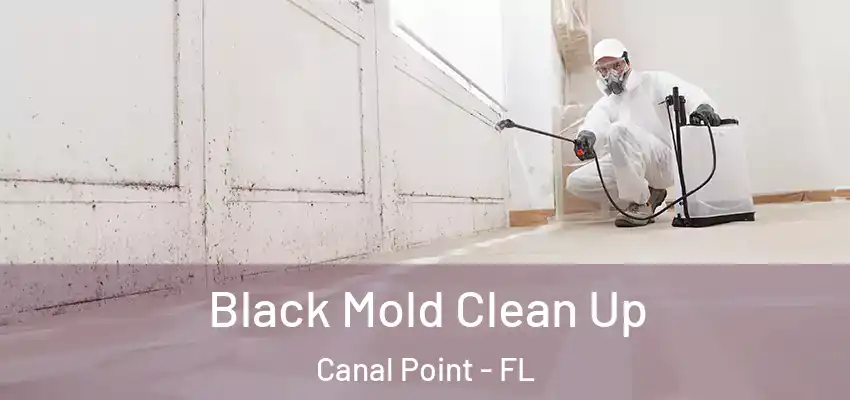  Black Mold Clean Up Canal Point - FL