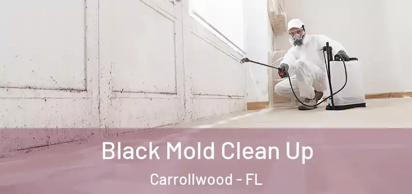  Black Mold Clean Up Carrollwood - FL