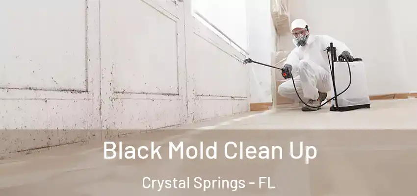 Black Mold Clean Up Crystal Springs - FL
