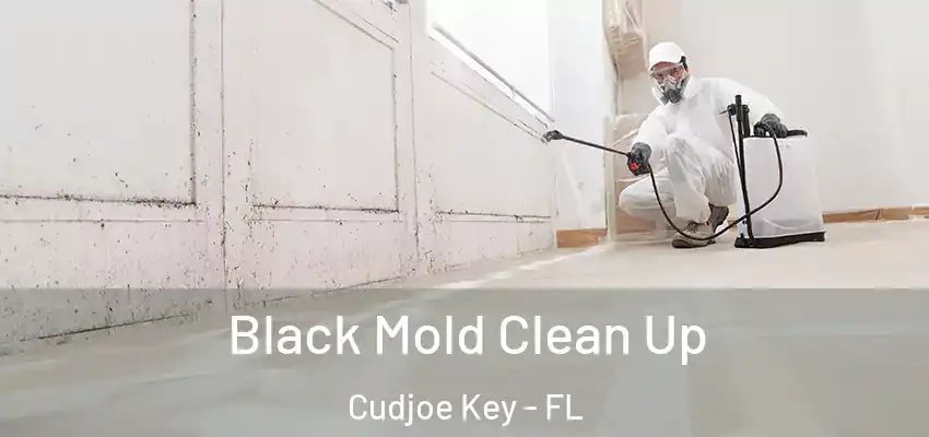  Black Mold Clean Up Cudjoe Key - FL