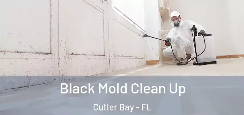  Black Mold Clean Up Cutler Bay - FL