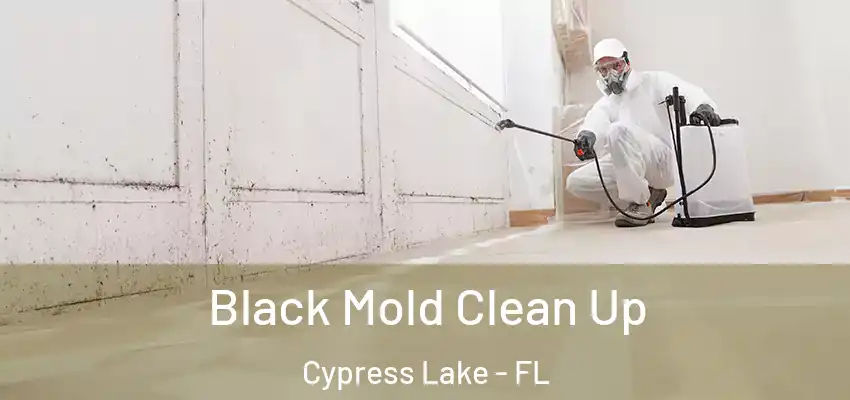  Black Mold Clean Up Cypress Lake - FL