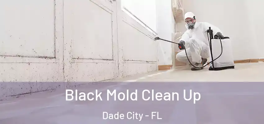 Black Mold Clean Up Dade City - FL