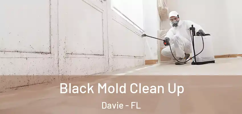  Black Mold Clean Up Davie - FL