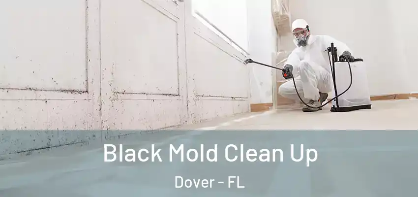  Black Mold Clean Up Dover - FL