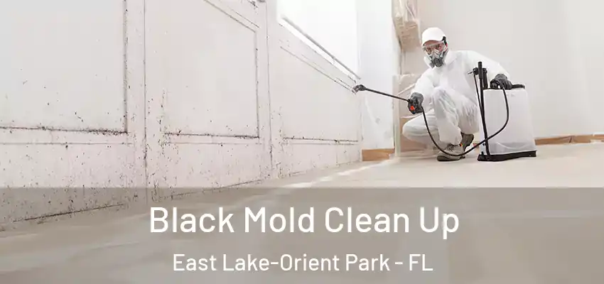 Black Mold Clean Up East Lake-Orient Park - FL