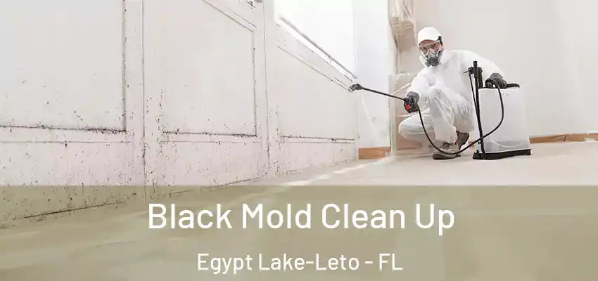 Black Mold Clean Up Egypt Lake-Leto - FL