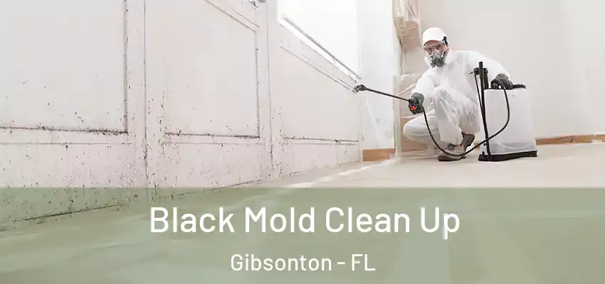 Black Mold Clean Up Gibsonton - FL