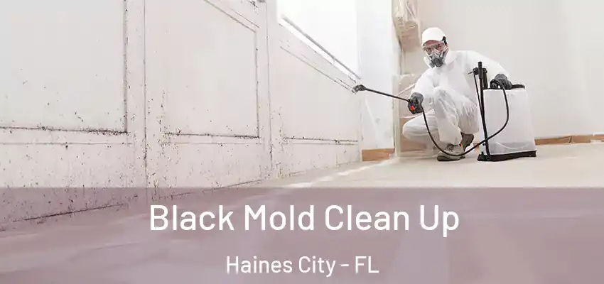  Black Mold Clean Up Haines City - FL