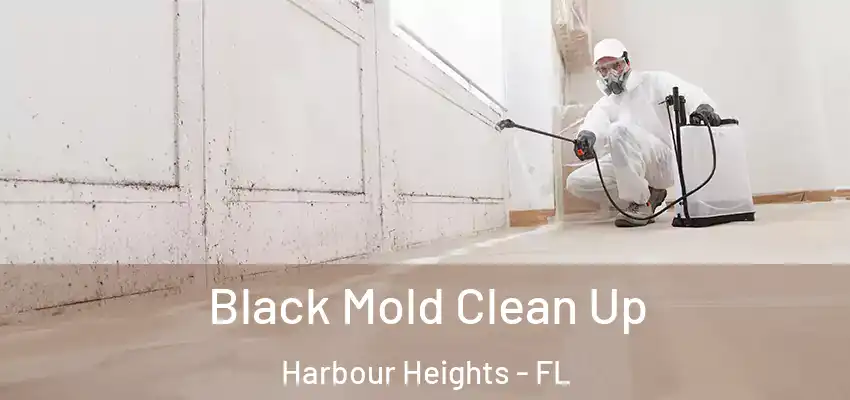 Black Mold Clean Up Harbour Heights - FL