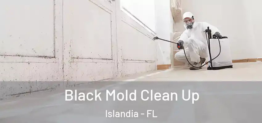 Black Mold Clean Up Islandia - FL