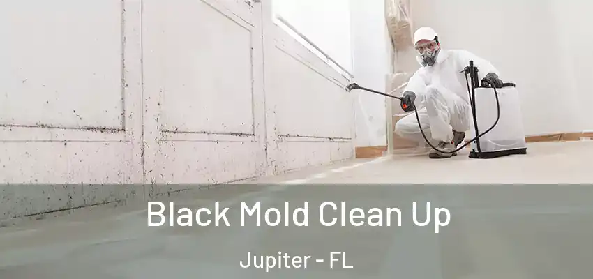 Black Mold Clean Up Jupiter - FL