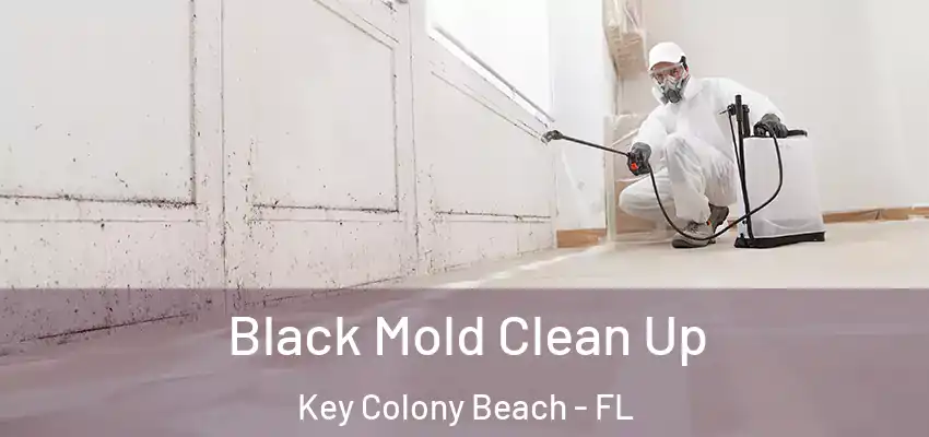 Black Mold Clean Up Key Colony Beach - FL