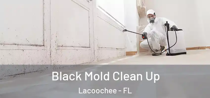 Black Mold Clean Up Lacoochee - FL
