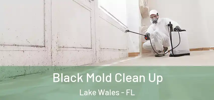 Black Mold Clean Up Lake Wales - FL