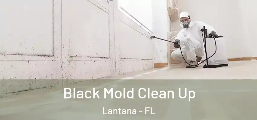 Black Mold Clean Up Lantana - FL