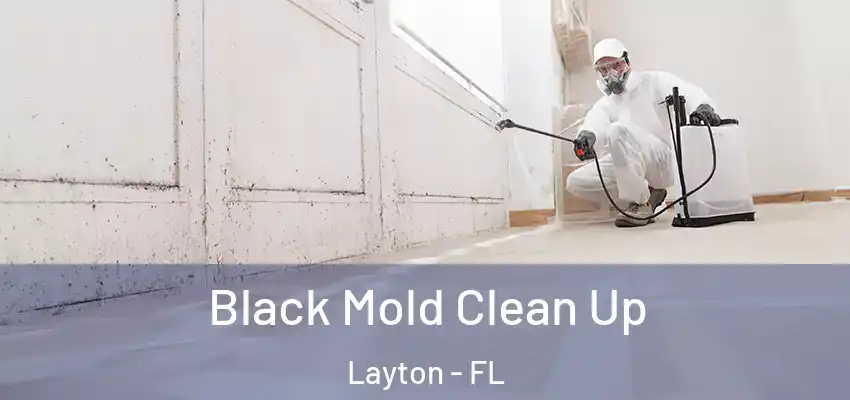 Black Mold Clean Up Layton - FL