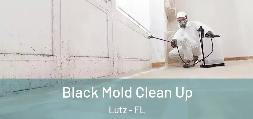 Black Mold Clean Up Lutz - FL