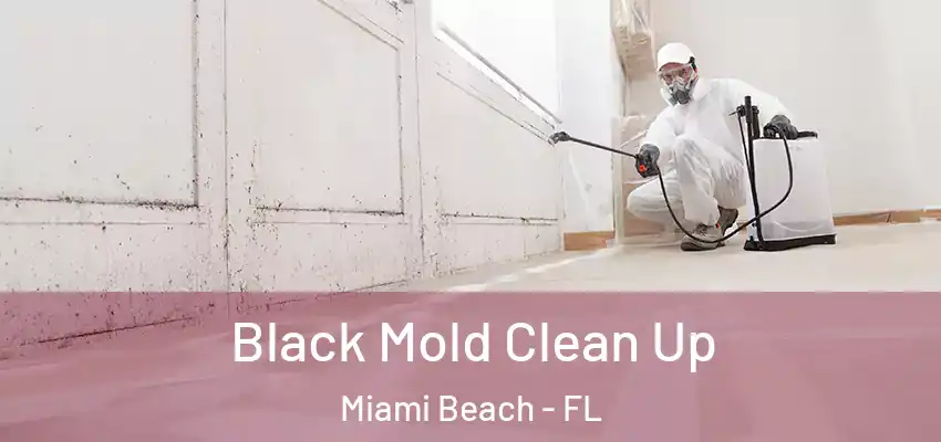  Black Mold Clean Up Miami Beach - FL