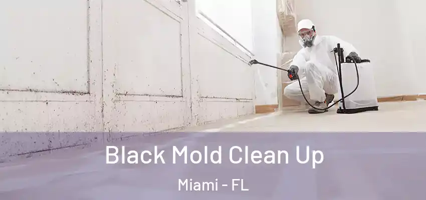 Black Mold Clean Up Miami - FL
