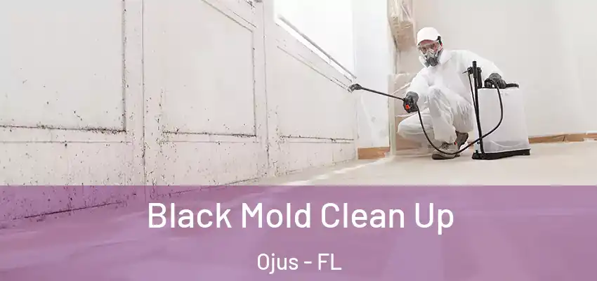  Black Mold Clean Up Ojus - FL