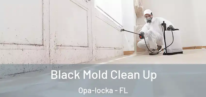 Black Mold Clean Up Opa-locka - FL