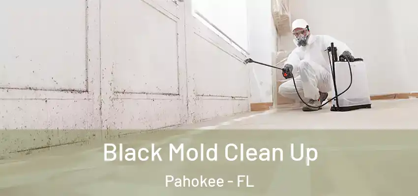  Black Mold Clean Up Pahokee - FL