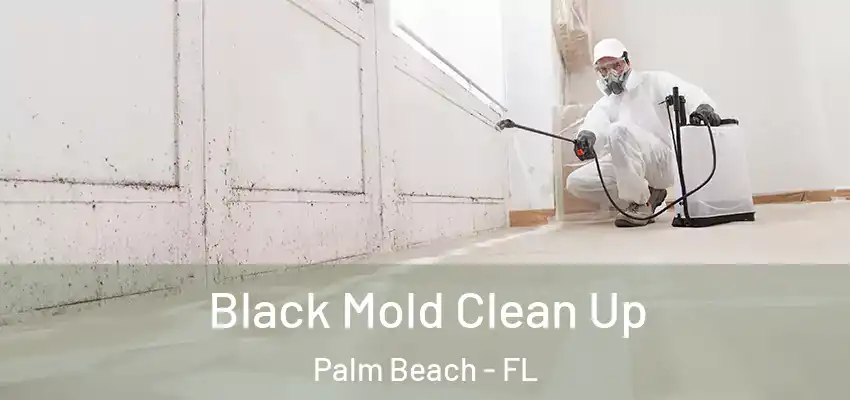  Black Mold Clean Up Palm Beach - FL
