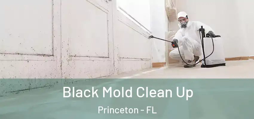 Black Mold Clean Up Princeton - FL
