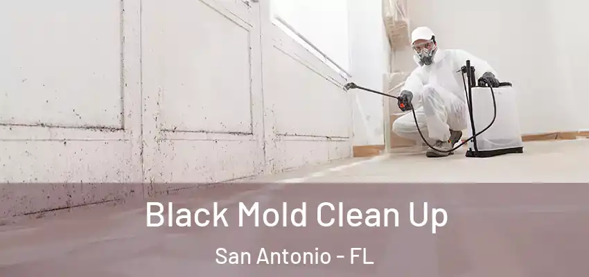 Black Mold Clean Up San Antonio - FL