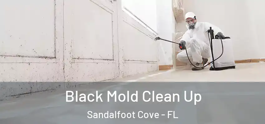 Black Mold Clean Up Sandalfoot Cove - FL