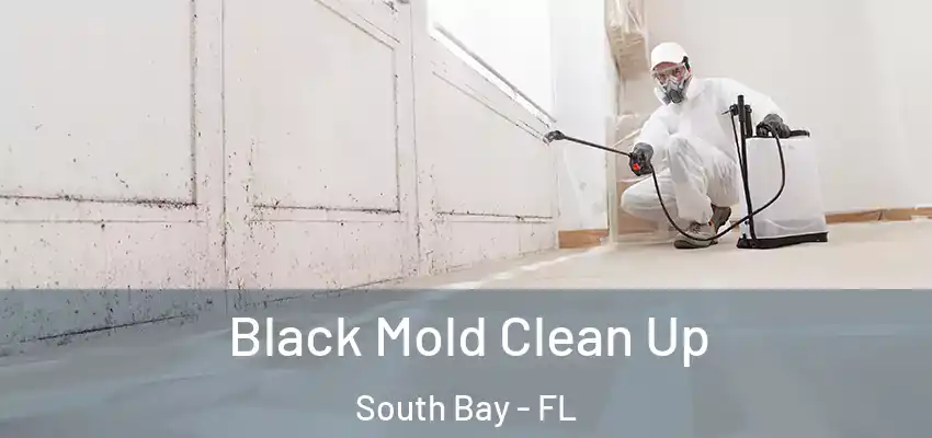  Black Mold Clean Up South Bay - FL