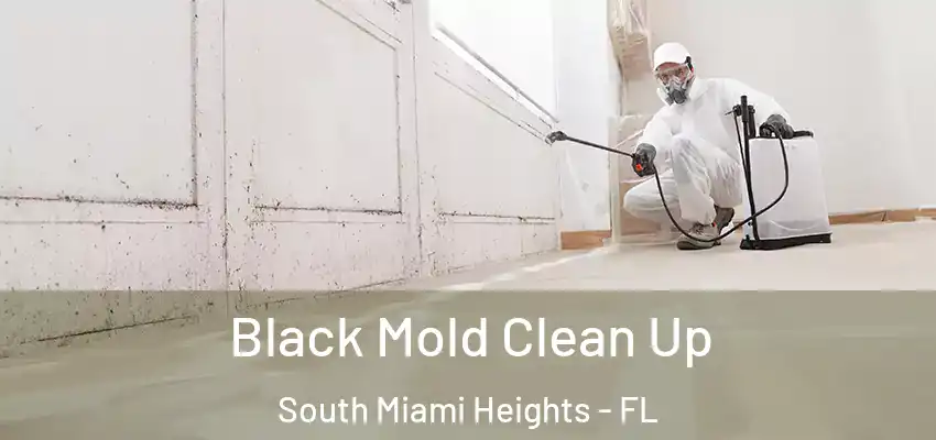 Black Mold Clean Up South Miami Heights - FL