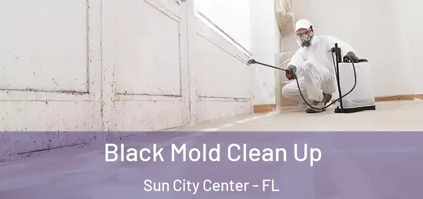 Black Mold Clean Up Sun City Center - FL