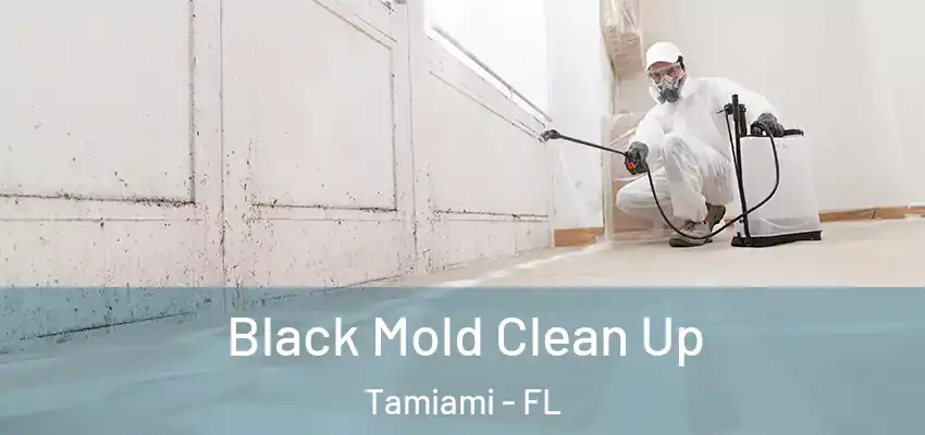  Black Mold Clean Up Tamiami - FL
