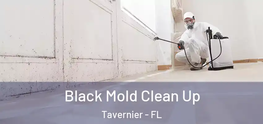 Black Mold Clean Up Tavernier - FL