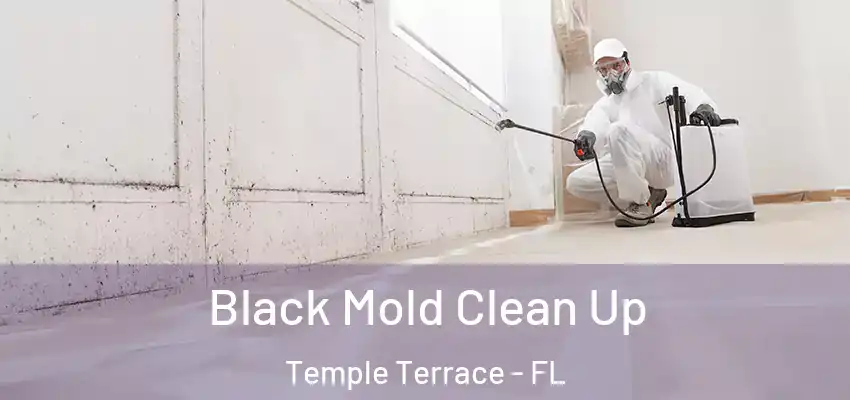 Black Mold Clean Up Temple Terrace - FL