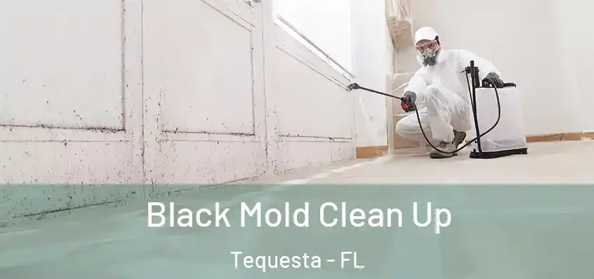 Black Mold Clean Up Tequesta - FL