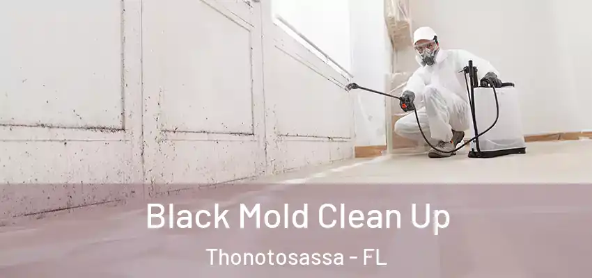  Black Mold Clean Up Thonotosassa - FL