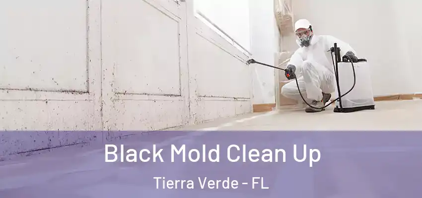 Black Mold Clean Up Tierra Verde - FL