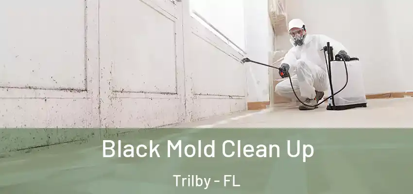  Black Mold Clean Up Trilby - FL