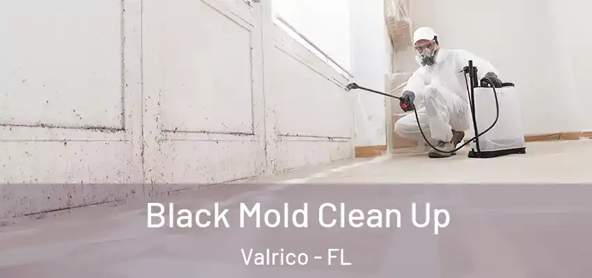  Black Mold Clean Up Valrico - FL